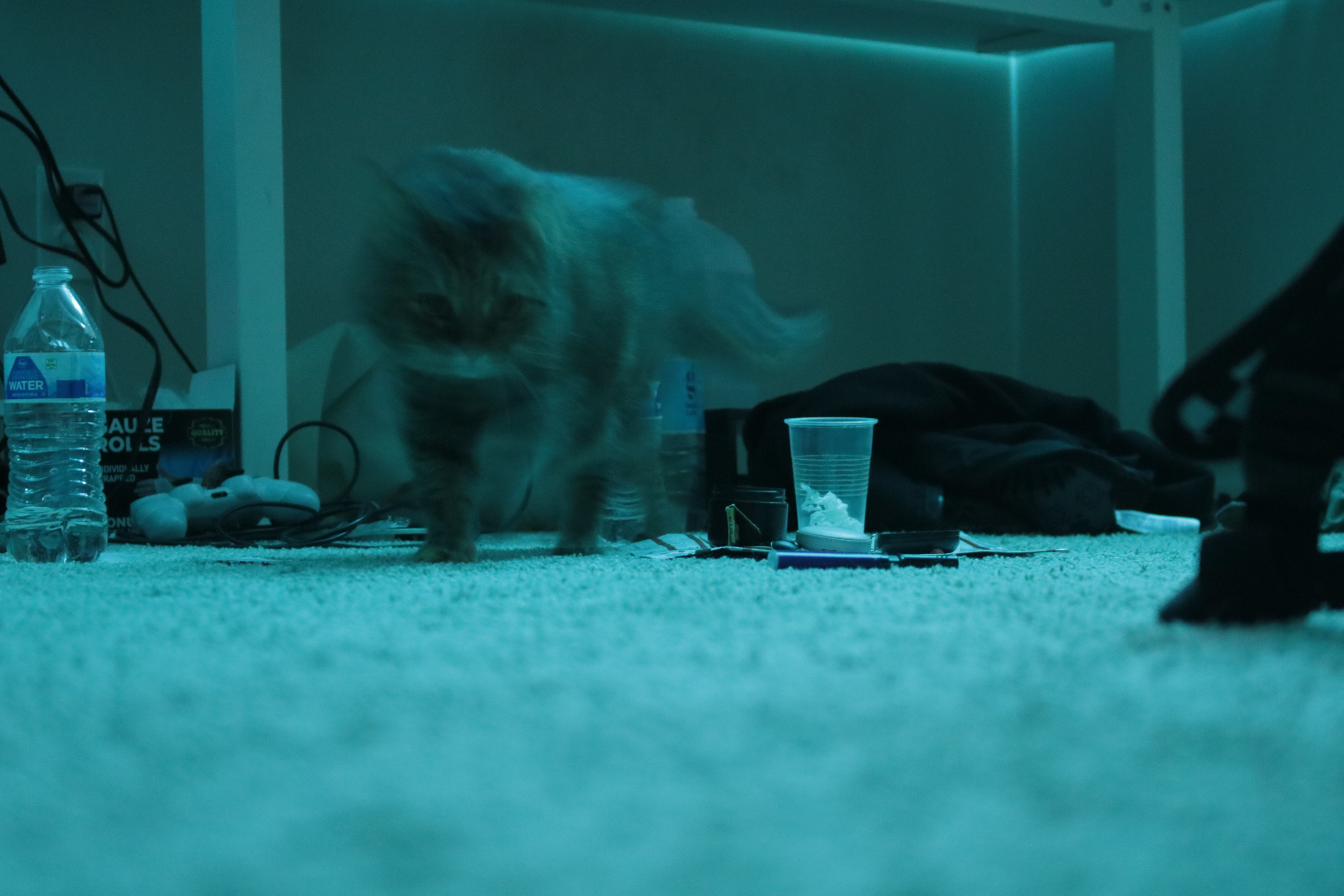a blur of a cat walks through her domain